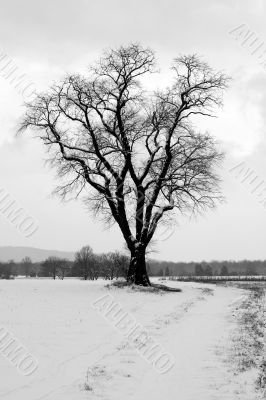 Lone snow covered tree