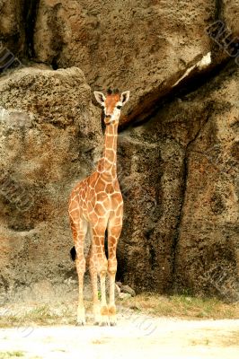 Baby giraffe