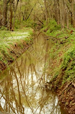 Small stream in the woods