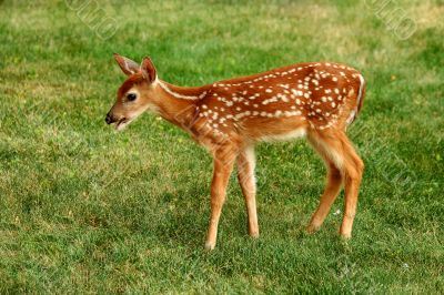 Young fawn and human hand