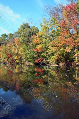 Tree river reflection