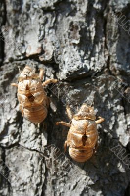 Cicada Shell