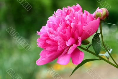 Pink peony flower