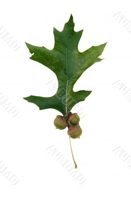 Green oak leaf and acorns
