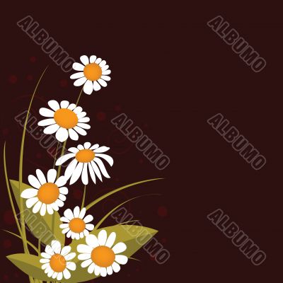 chamomiles