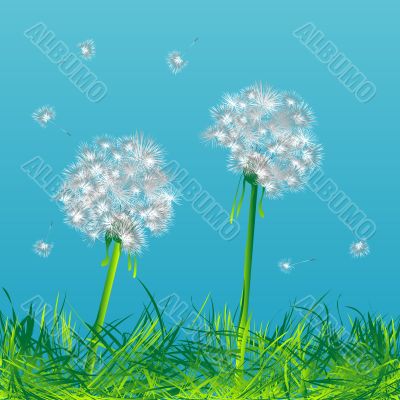 Dandelions