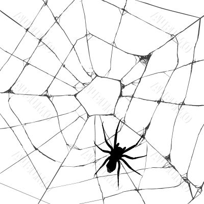 Grunge web spider 