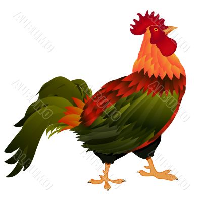 standing rooster