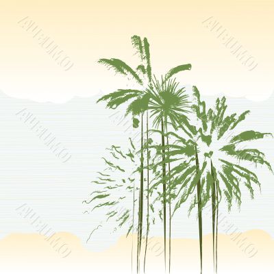 palm trees