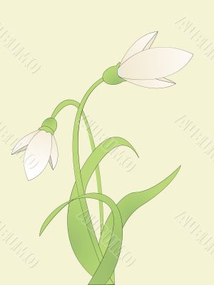 common snowdrop