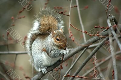 Common Eastern Gray Squirrel eating in a tree