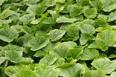 Young green cucumber plants