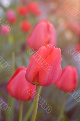 Tulips under sunset light