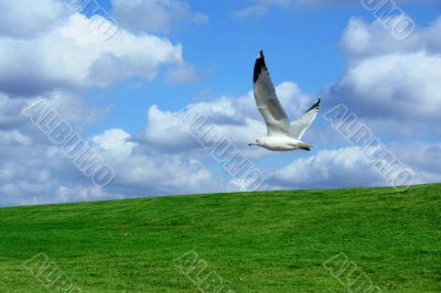 Field and cloudy sky