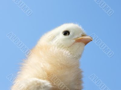 Small light yellow chicken