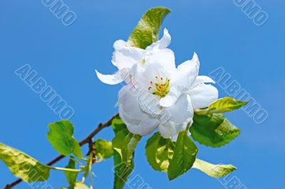 Flower of apple tree