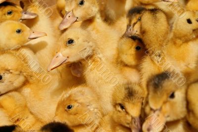 Many small domestic ducklings 