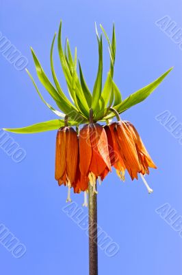 Spring orange flower
