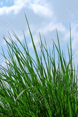Young green grass