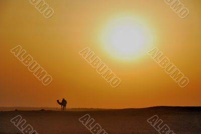 sunset in the desert