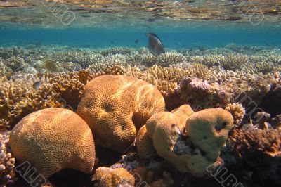 colorful coral reef