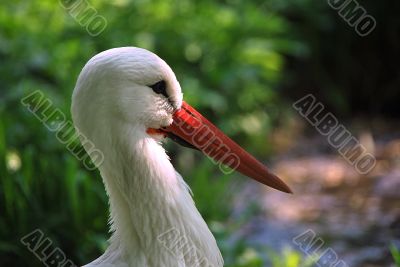 white stork