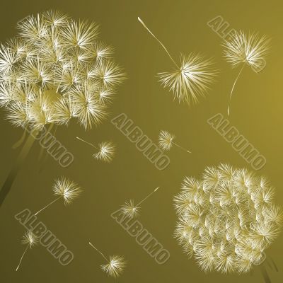 Dandelions