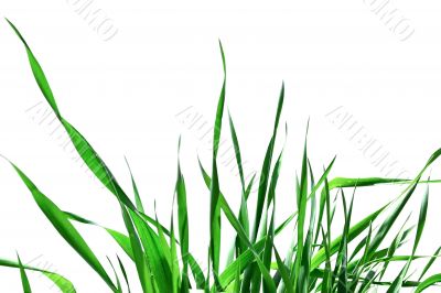 Green grass isolated 
