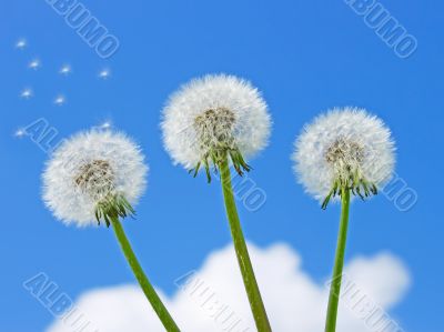 Three dandelion against the blue sky