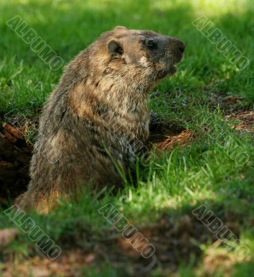 Groundhog popping out of his hole