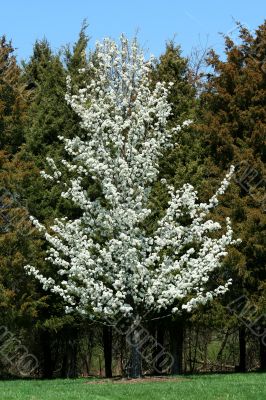 Blooming callery pear tree in spring