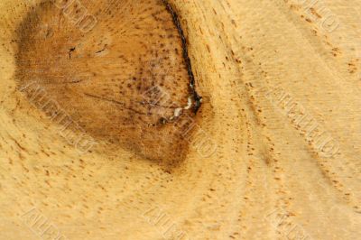 Wood grain texture backgound