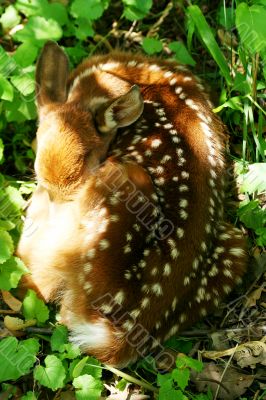 Baby deer curled up sleeping