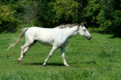 White horse running in a green field