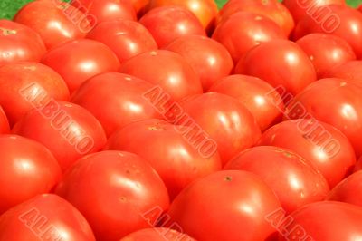 Tomatoes lined up for sale