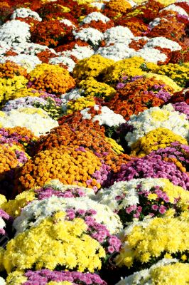 Autumn mum flowers