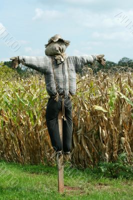 Scarecrow protecting a corn field