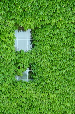 ivy covered window