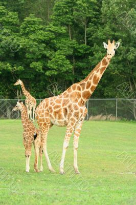 Mother and child Giraffes