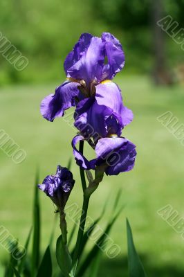 Iris flower