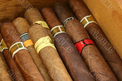 Cigars in a humidor