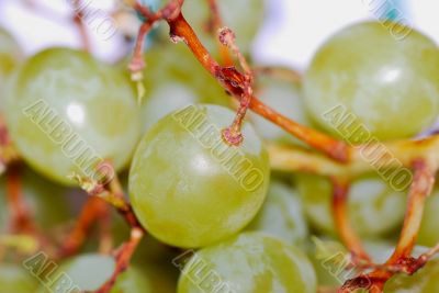 green grape