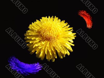 Yellow flower
