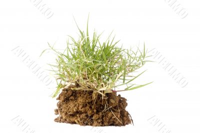 Piece of Grass