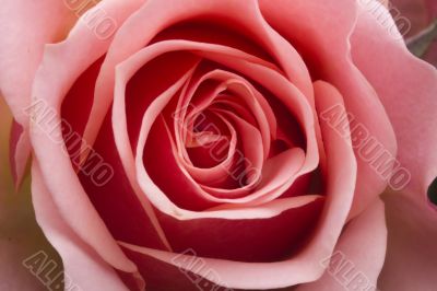 Pink Rose