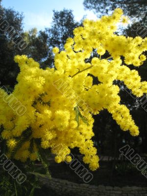 mimosa