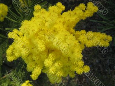 mimosa