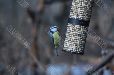 bird in the winter