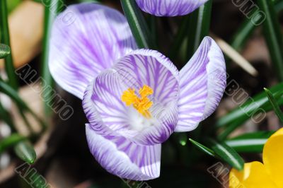 flower crocus