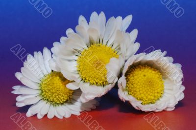 tree daisy flower in spring